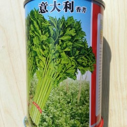 供应意大利香芹—芹菜种子