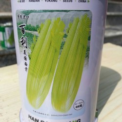 供应百利—芹菜种子
