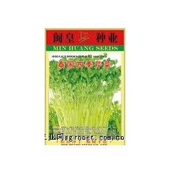 供应泰国四季芹菜——芹菜种子