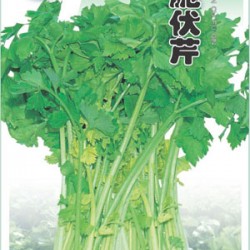 金脆伏芹--芹菜种子