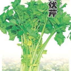 脆黄伏芹--芹菜种子