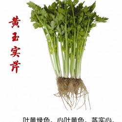 供应黄玉实芹－芹菜种子