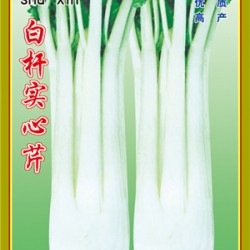 供应白杆实心芹—芹菜种子