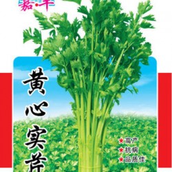 供应黄心实芹