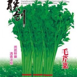 供应毛芹菜—芹菜种子