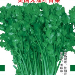 供应美国香菜种子