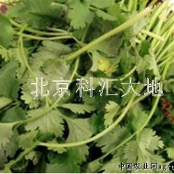 供应纳禾牌蔬菜香菜