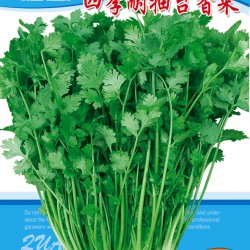 供应四季耐抽苔香菜—香菜种子