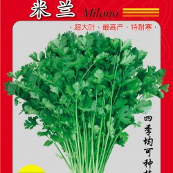 供应米兰—香菜种子