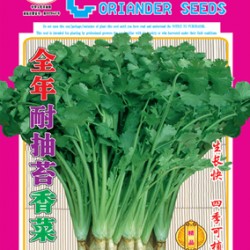 供应全年耐抽苔香菜—香菜种子