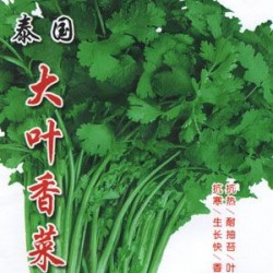 供应泰国大叶香菜—香菜种子