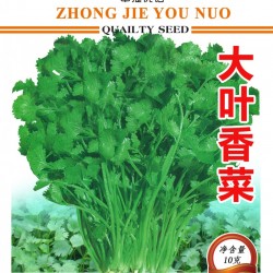 供应大叶香菜——香菜种子