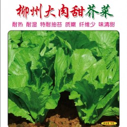 供应柳州大肉甜芥菜—芥菜种子
