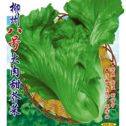 供应柳州八号大肉甜芥菜—芥菜种子