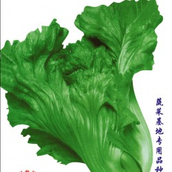 供应柳州大肉甜土芥菜—芥菜种子
