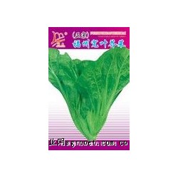 供应福州宽叶芥菜——芥菜种子