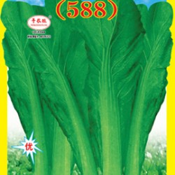 供应香港四季甜竹芥（588）—芥菜种子