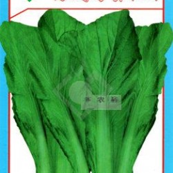 供应特纯竹芥（589）-芥菜种子