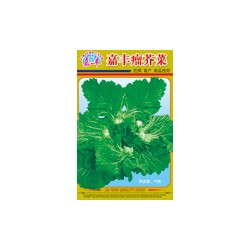 供应瘤芥菜—芥菜种子