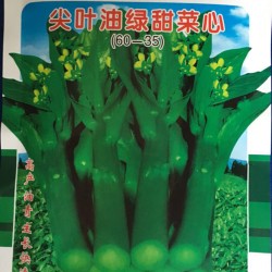 供应尖叶油绿甜菜心—菜心种子