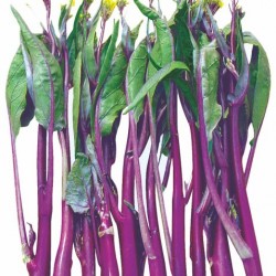 供应五彩紫薹二号F1—菜薹种子