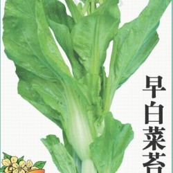 供应早白菜苔Ⅳ－白菜菜苔种子