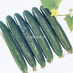 农青——黄瓜种子