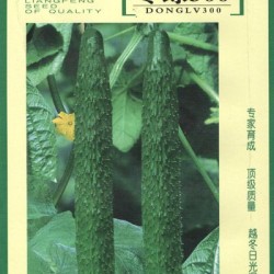 供应冬绿300——黄瓜种子