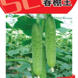 供应春棚王——黄瓜种子