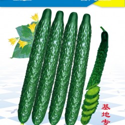 供应绿野608—黄瓜种子