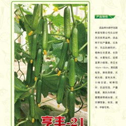 供应亨丰-21—黄瓜种子