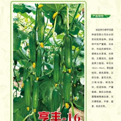 供应亨丰-16—黄瓜种子