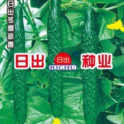 供应日出冬棚新春—黄瓜种子