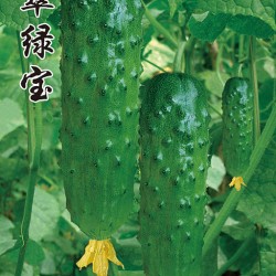 供应翠绿宝—黄瓜种子