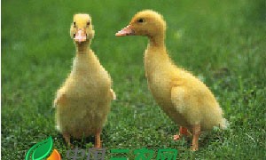 家禽养殖-鸭1-2
