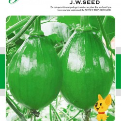 供应韩国玉珠 —南瓜种子