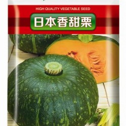 供应日本香甜粟－南瓜种子