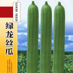 供应绿龙丝瓜—丝瓜种子