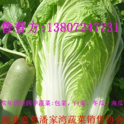 供应潘家湾大白菜《洋白菜》