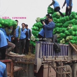 供应潘家湾甘蓝 包菜