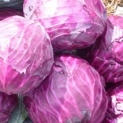 供应紫包菜苗种苗
