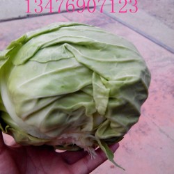 供应嘉鱼甘蓝（洋白菜）