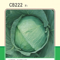 CB222--甘蓝种子