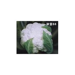 大量供应花椰菜