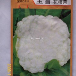 供应日本宝雪等优质进口蔬菜种子