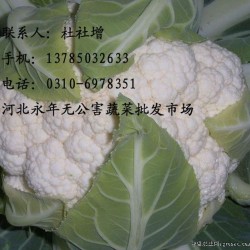 大量供应优质菜花（花菜）