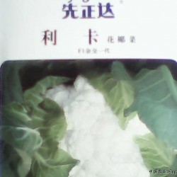 供应利卡菜花种子