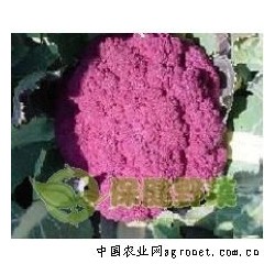 供应紫色花椰菜种子