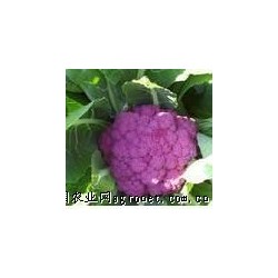 供应紫花菜种子