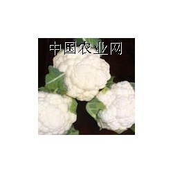 供应花菜等